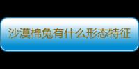 沙漠棉兔有什么形态特征？